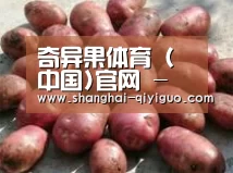 产品展示标题5